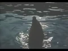 Intimate affections between a dolphin and a woman